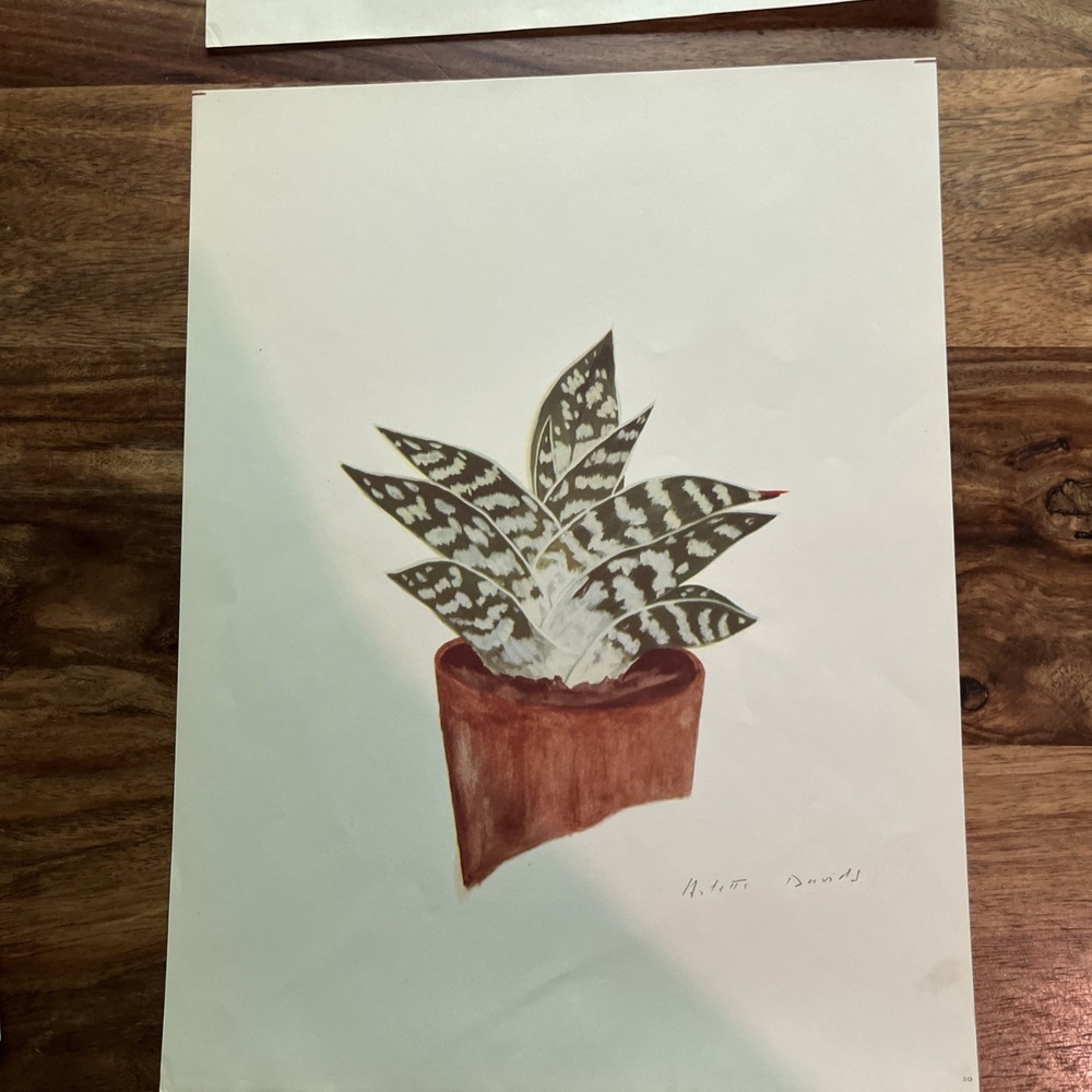 Vintage Arlette Davids Spring Flowers Aloe Variegata Botanical Print #30 1940s